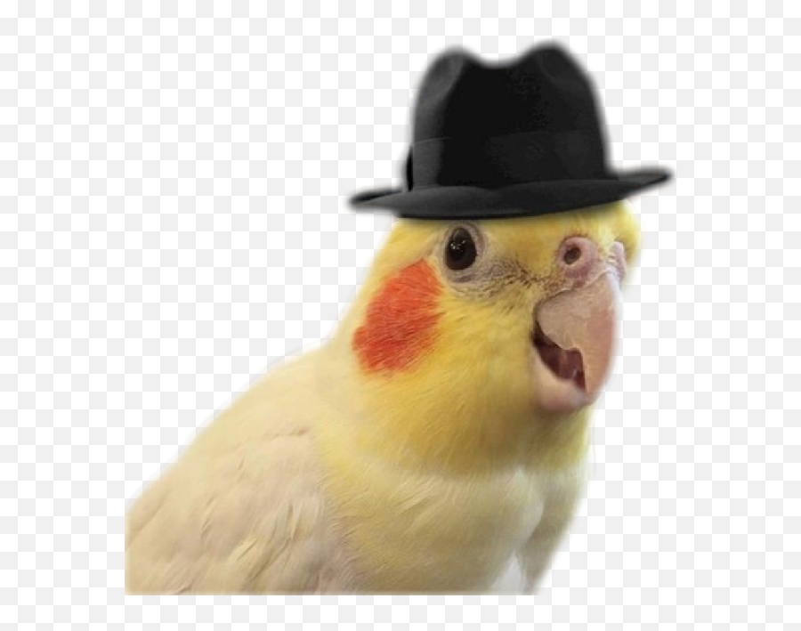 The Most Edited - Cockatiel Transparent Background Emoji,Cockatiel Emoticon