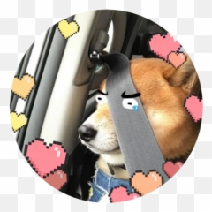Ohmyfrigg On Twitter Cutieeeee Voltron Vld Emoji,How To Tell Shiba Inu Emotion