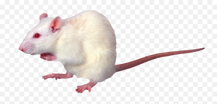 Rat Mouse Mice Png Free Images Pictures Emoji,White Rat Emoji