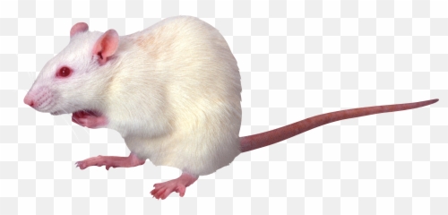 Rat Mouse Mice Png Free Images Pictures Emoji,White Rat Emoji
