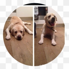 Dogs Tail - Collar Emoji,Dog Tail Emotions