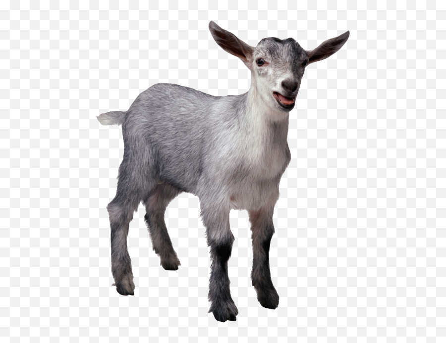 Pygmy Goat Sheep Cattle Pig Livestock - Sheep Png Download Goat Transparent Png Emoji,Goat Head Emoji