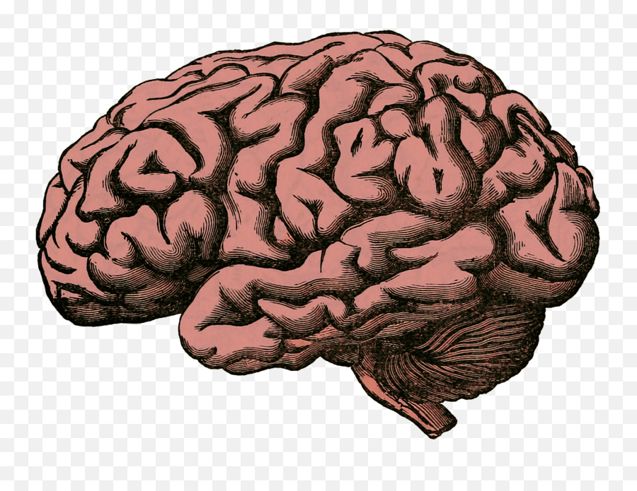 Brain Facts - Brain Pixabay Emoji,Orcas Brain Emotions