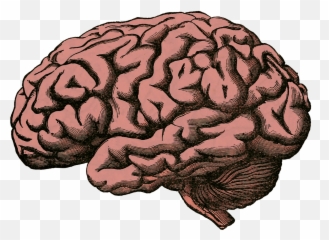 Brain Facts - Brain Pixabay Emoji,Orcas Brain Emotions