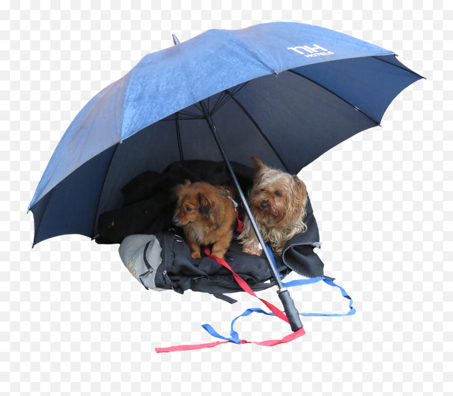 Dogs - The Good Vet And Pet Guide Dog And Umbrella Png Emoji,Snoozing Pup Emoticon