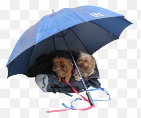 Dogs - The Good Vet And Pet Guide Dog And Umbrella Png Emoji,Snoozing Pup Emoticon