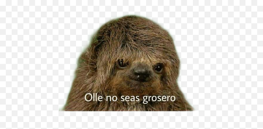 Grosero Sticker - Sticker No Sea Grosero Emoji,Emojis Grosero