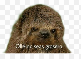 Grosero Sticker - Sticker No Sea Grosero Emoji,Emojis Grosero