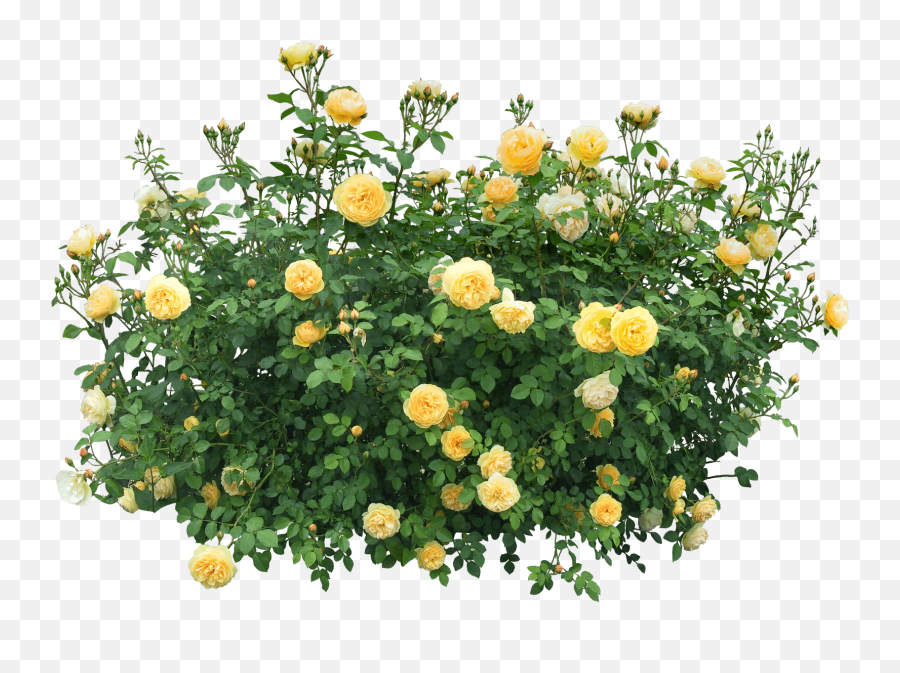 Popular And Trending - Flower Bush Png Emoji,Shrub Emoji