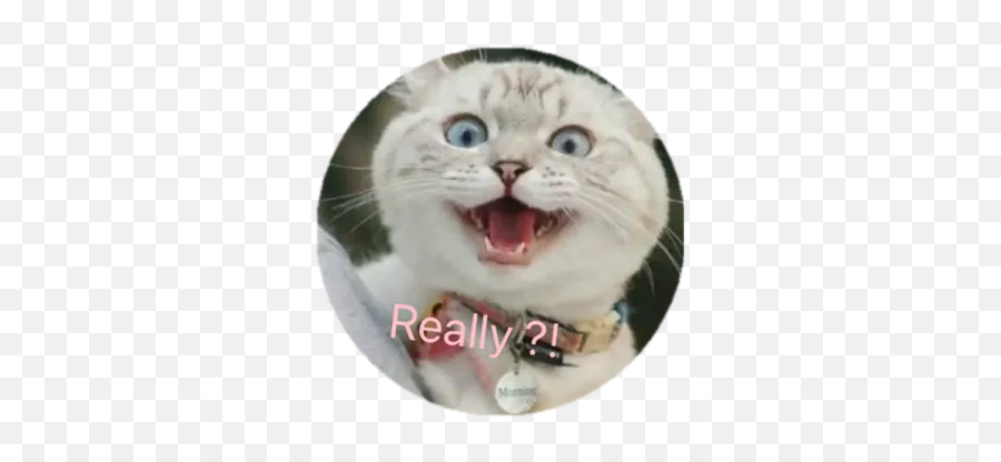 Memes By Cat - Sticker Maker For Whatsapp Emoji,Cat Emoji Memes