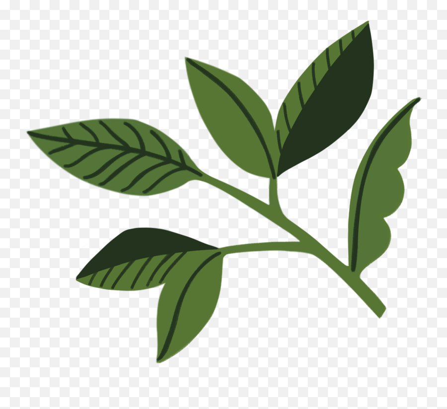 Services U2014 Artio Design Co Brand U0026 Web Design Studio Emoji,Leaf Emojii