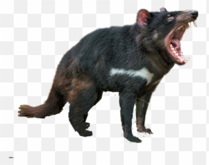 The Most Edited - Tasmanian Devil Emoji,Tasmanian Devil Emoji