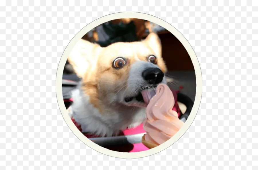 Corgi Stickers For Whatsapp - Funny Dog Sticker Maker Emoji,Corgi Emoji