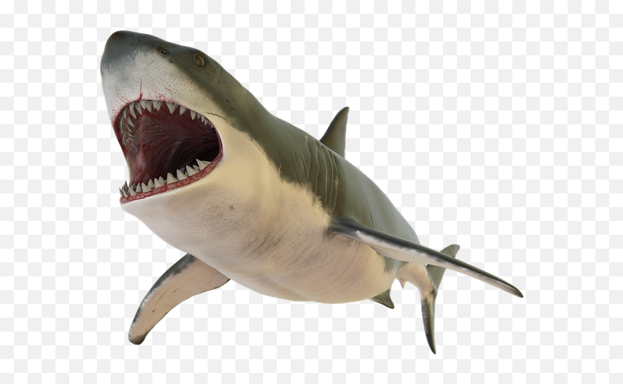 100 Free Shark U0026 Fish Illustrations - Pixabay Shark Open Mouth Png Emoji,Shark Emoji