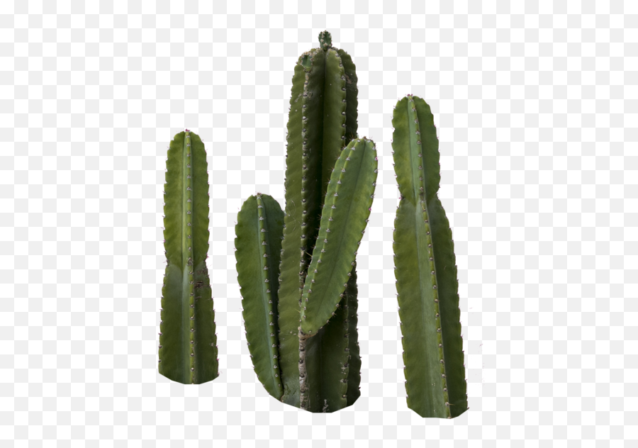 Cactus Transparent Png Cactus Free - Png Imagenes Cactus Emoji,Cactus Emoji