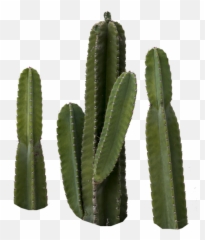 Cactus Transparent Png Cactus Free - Png Imagenes Cactus Emoji,Cactus Emoji