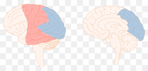 The Dreaming Brain U2013 Pennneuroknow - For Adult Emoji,Emotion Center In The Brain