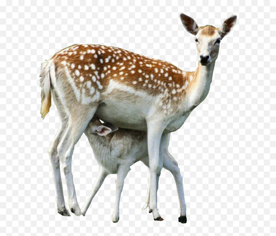 Venados Animales Imagenes De Venados Gatos Bonitos Imágenes - Gangotri National Park Deer Emoji,Dibujos De Emojis De Baby Yak Yak