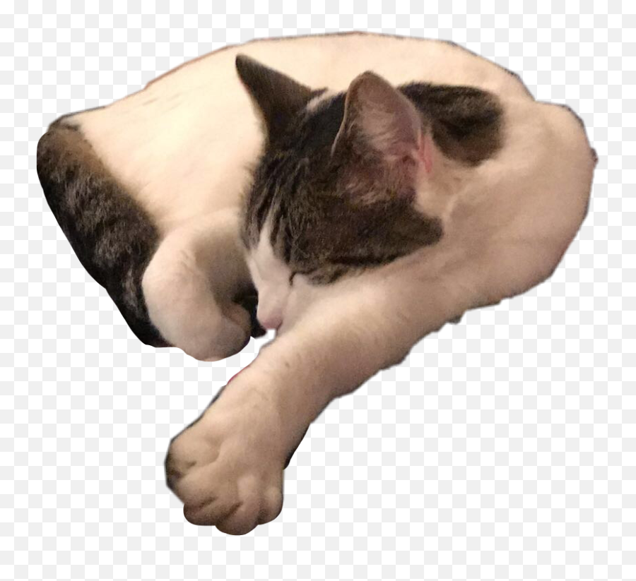 Cat Sleep Nap Sticker - Soft Emoji,Sleeping Cat Emoji
