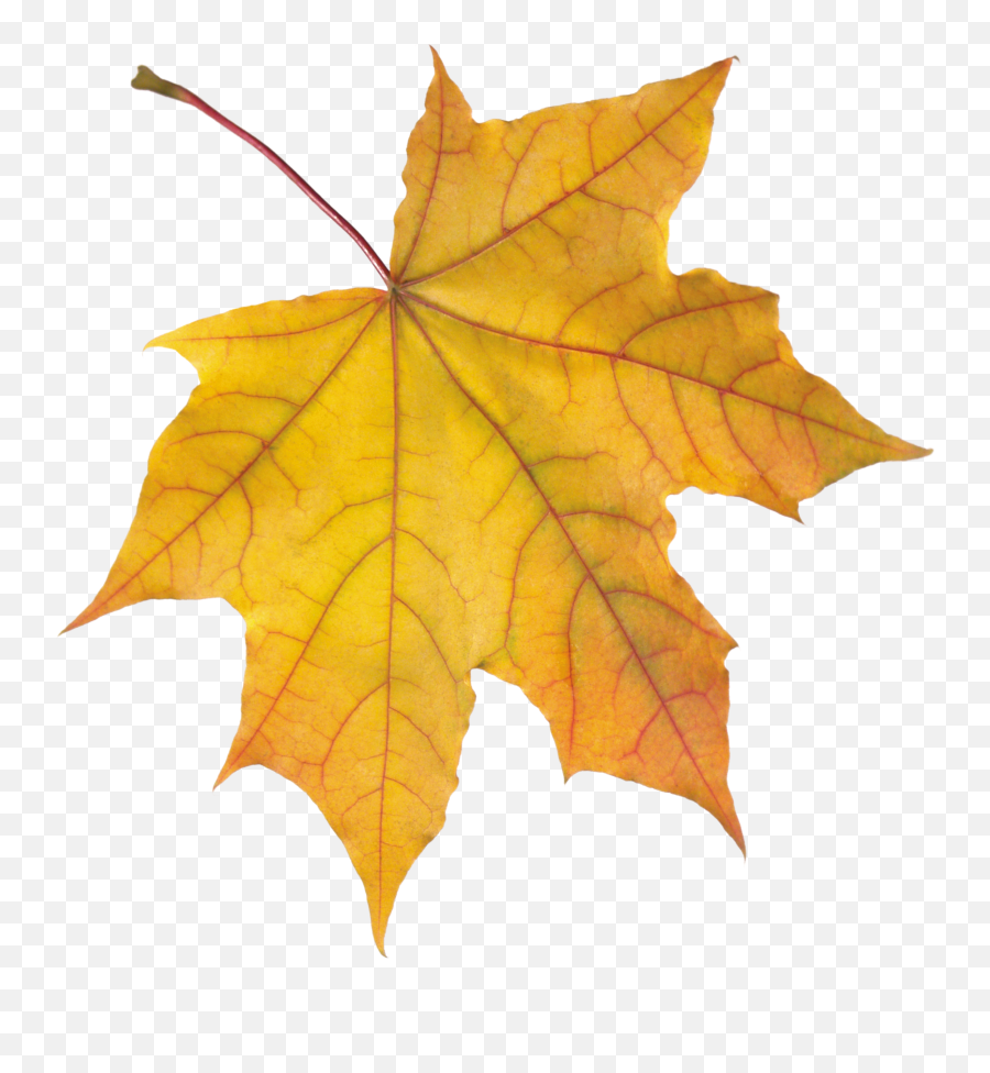 Autumn Png Leaf Resolution2348x2436 Transparent Png Image - Autumn Leaf Png Emoji,Pngs Emojis Leaf