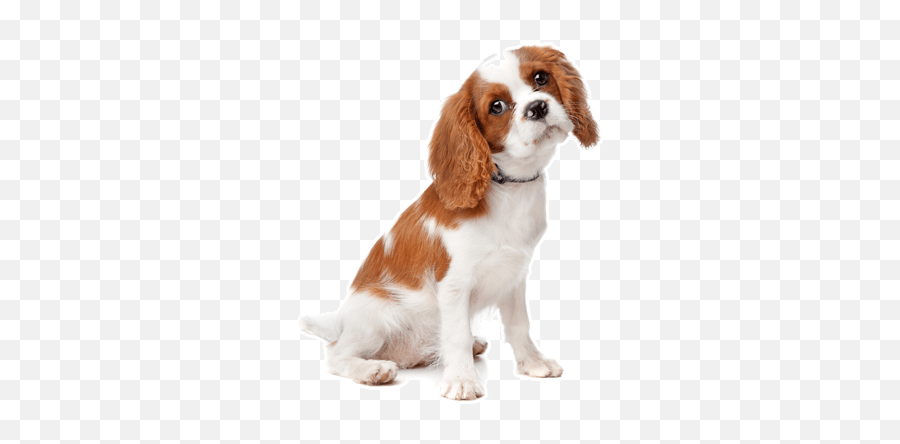 Rescue Cavaliers Near Me Cheap Buy Online Emoji,Cavalier King Charles Spaniel Emoticons