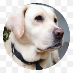 The Hector Years - Martingale Emoji,Dog Tail Emotions