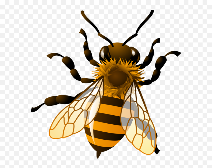 Transparent Background Bee Clipart - Clip Art Library Honey Bee Clipart Bee Emoji,Bee Emoji Transparent