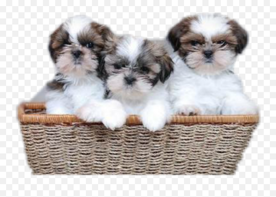 The Most Edited - Shih Tzu Puppy Emoji,Shih Tzu Emoji