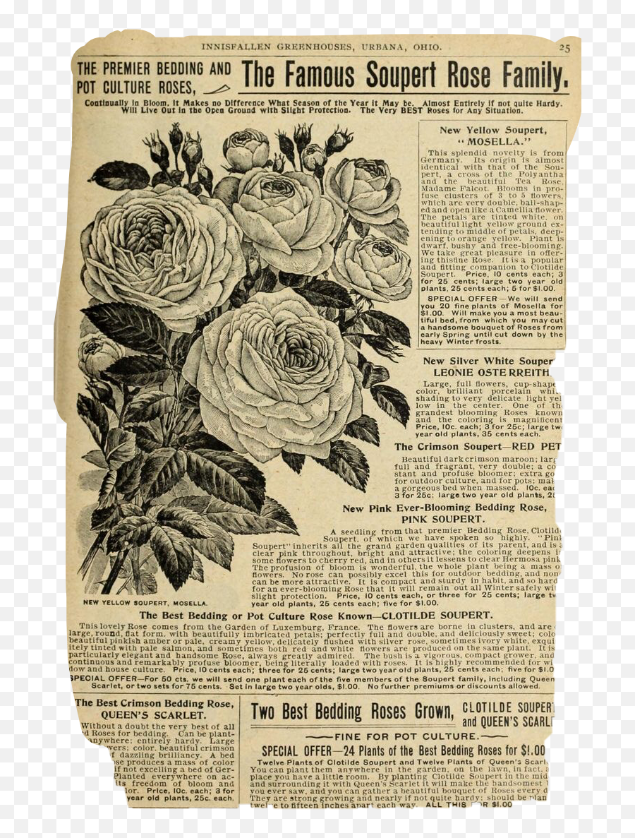 The Most Edited Darkaesthetic Picsart - 1901 1901 Illustrated Floral Catalogue Biodiversity Heritage Emoji,Two Roses Emoji