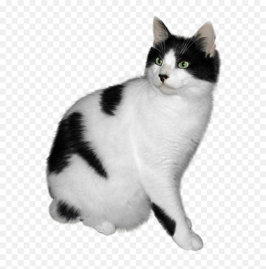 Black And White Cat Png - Black And White Cat Png Emoji,Black White Cat Emoticon Facebook