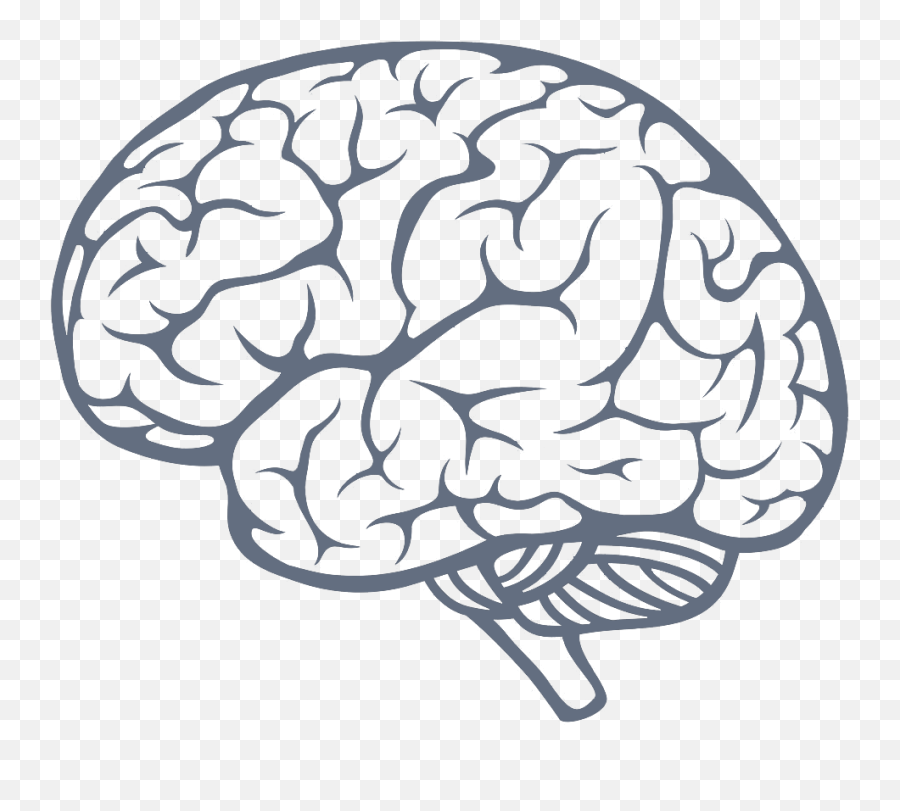 Thinking Brain Prefrontal Cortex - Wise Owl U2014 The Behavior Hub Brain Png Emoji,Brain And Emotions