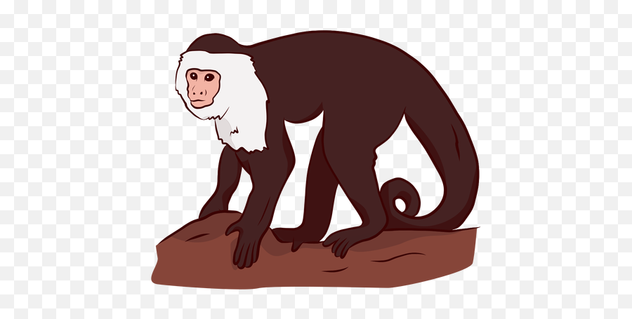 Home Capuchin Monkeys Home - Desenho Do Macaco Prego Emoji,Emotions Of A White-faced Capuchin Monkey