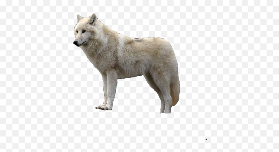 White Wolf With Transparent Png - White Wolf Transparent Background Emoji,Wolf Howl Emoji