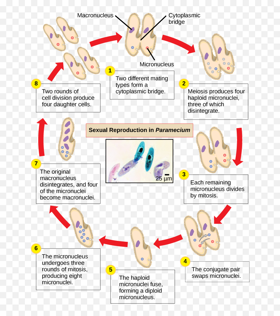 Classification Of Protists Biology Ii Emoji,Describe Your Life In Emojis Worksheet