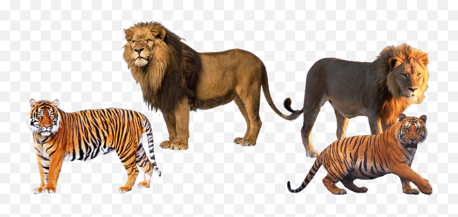 Lions Tigers And Bears Emoji,Bengal Tiger Emoji