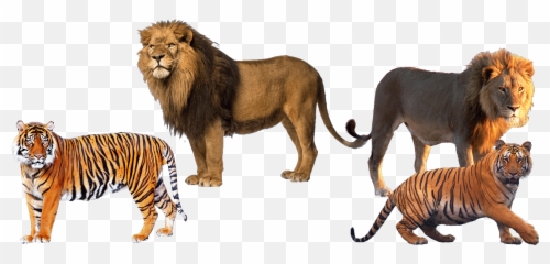 Lions Tigers And Bears Emoji,Bengal Tiger Emoji