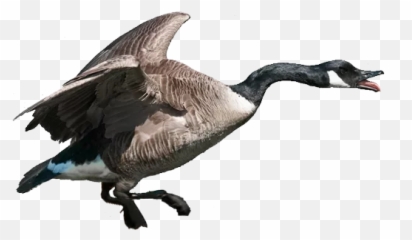Crazy Birds Telegram Stickers Emoji,Fly High Bird Emoji