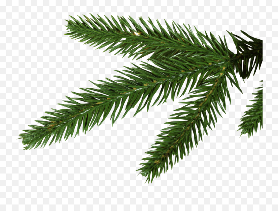 Pine Tree Tips Psd Official Psds - Png Pine Tree Leaves Emoji,Pine Tree Emoji