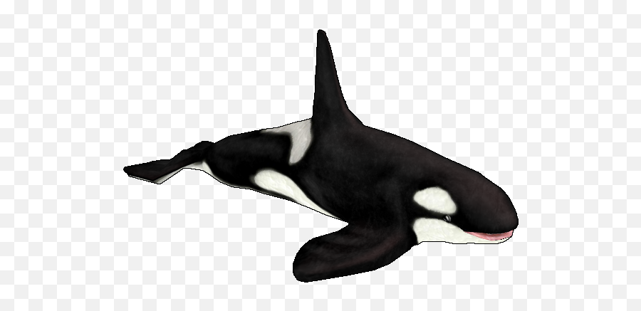 Orca - Killer Whale Emoji,Orcas Brain Emotions