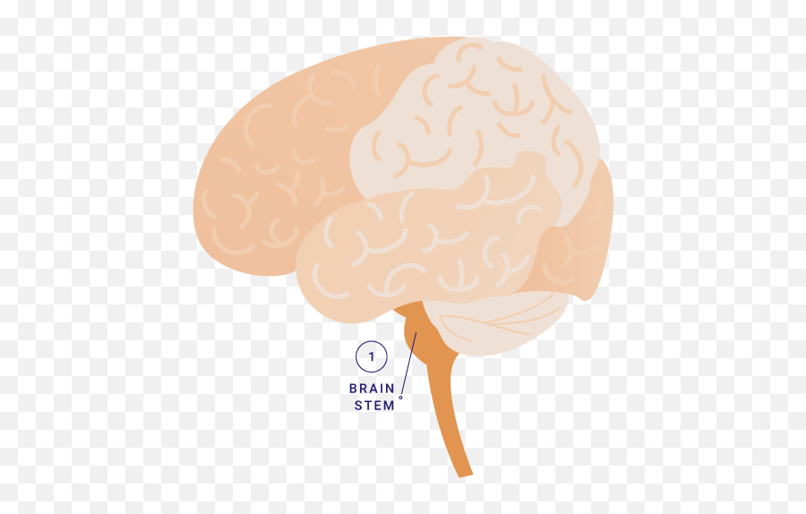 Talk The Tot Brain Components U2013 Children Now - Curly Emoji,Brain And Emotions