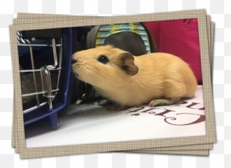 Birds Health Guide - Hamster Emoji,Gerbil Tail Emotions