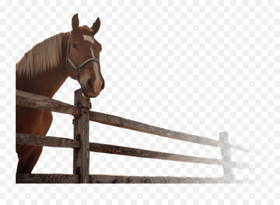 Horseback Riding - Ironstone Ranch Emoji,Horse Emotions For Kids