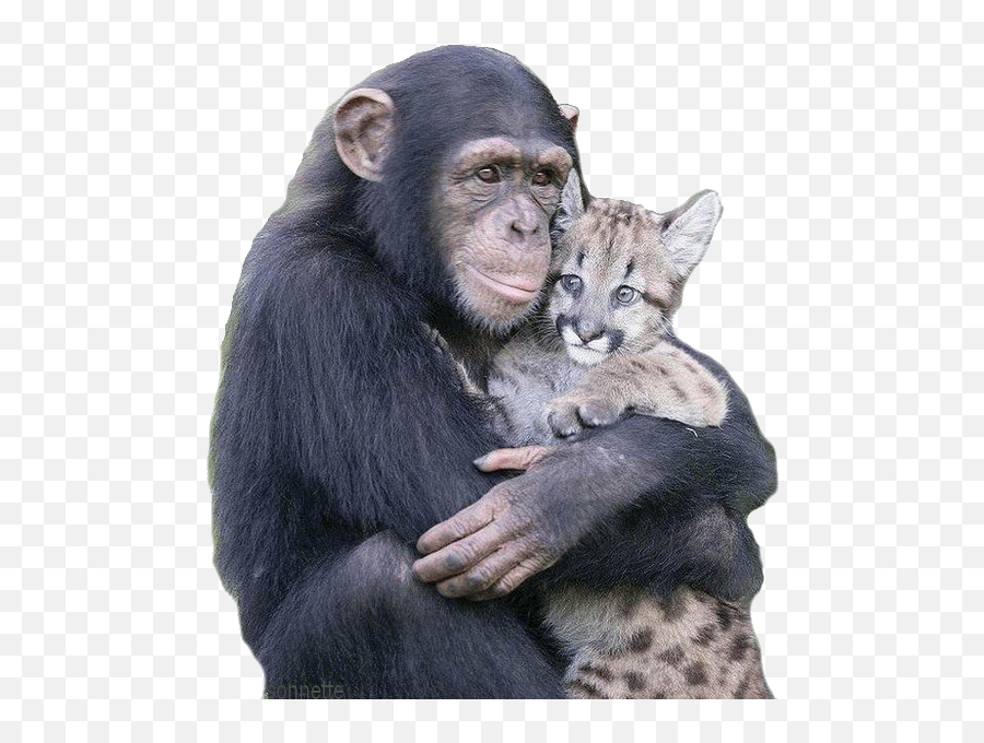 Of Monkeys - Hugs Animal Gif Emoji,Monkey Emoticon Gif