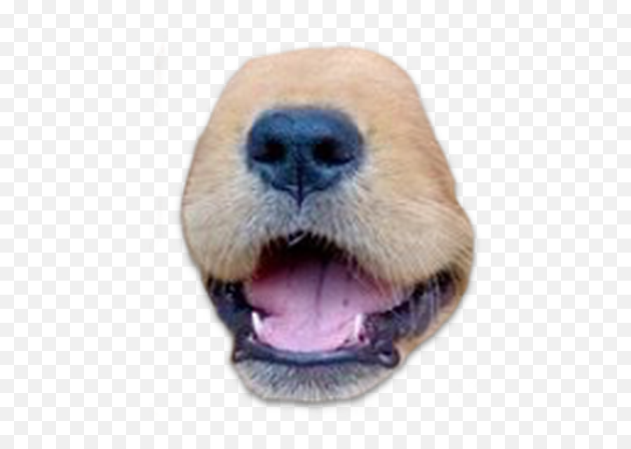 Animal Face By Kevin Borges - Canine Tooth Emoji,Walrus Emoji