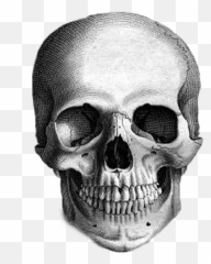 Skull Sticker - Adler My Appetite For Destruction Emoji,Man And Skull Emoji