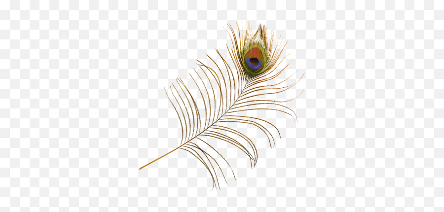 Peacock Feather Eye White Pictures - 3127 Transparentpng Transparent Background Peacock Feather Png Emoji,Peacock Feather Ascii Emoticon