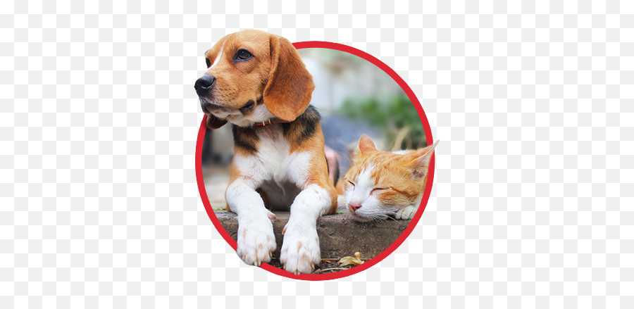 Wowpetco U2013 Online Pet Store Selling Products For Dogs Cats Emoji,Pet Emotions Wow Hunters