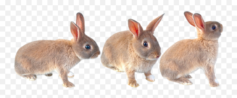 Free Photo Furry Ears Hare Rabbit Fur Rodent Bunny - Max Pixel Emoji,Hare Emotion