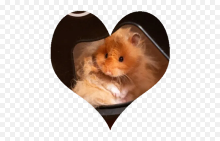 Kiko 2 By You - Sticker Maker For Whatsapp Emoji,We Need A Guinea Pig Emoji