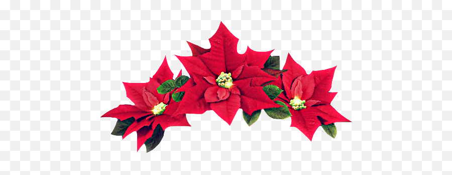 The Most Edited - Event Emoji,Poinsettia Emoji